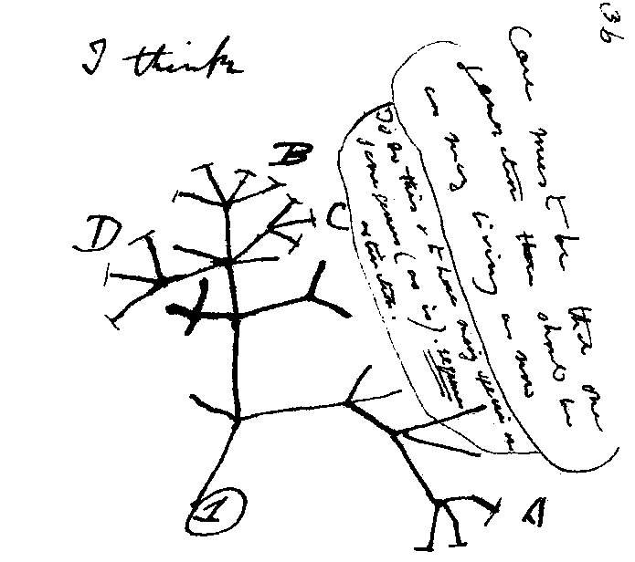 Dibujo a pluma de un árbol ramificado. Abajo, un círculo con el número 1, del que sale un tronco que se divide en ramas, y estas en ramas más pequeñas; algunas terminan en un trazo corto transversal. Junto a cuatro ramas están las letras A, B, C y D. Arriba a la izquierda está escrito I think, y a la derecha, en vertical, varias líneas manuscritas en inglés.